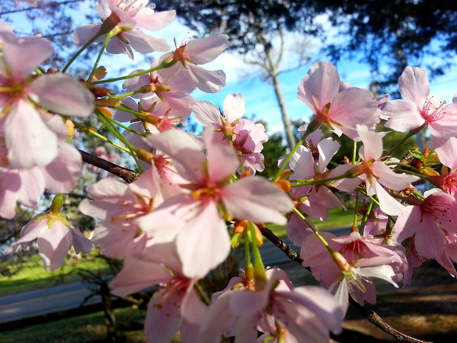 Cherry Blossoms....