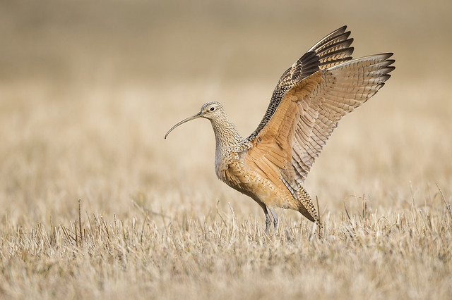 Long-billed Curlew Wing Stretch