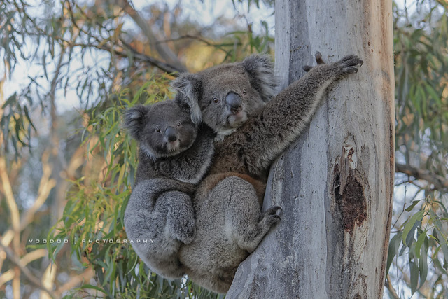 Number 303 of 365 - Koala times two - Adelaide, South Australia