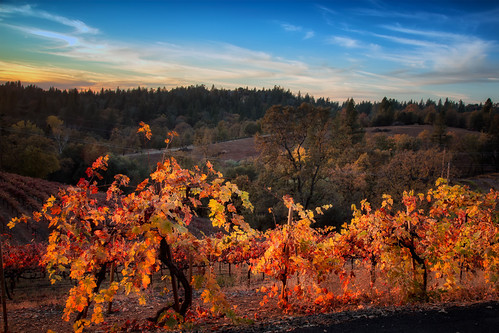 sunset color fall vineyard day winery clear placerville wtd boegerwinery obiewalks pwfall