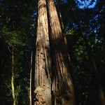 Image: Aditi vs. very tall tree