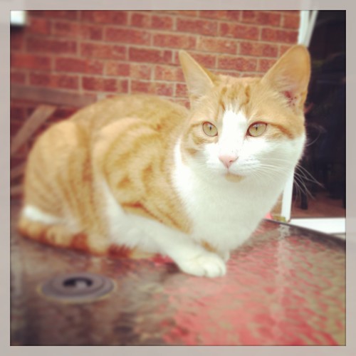 Simba Hargreaves | by JJHargreaves
