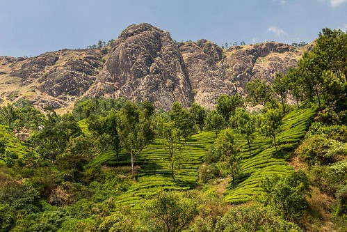 dosvěta indie kerala munnar hory indie12 krajina plantáž čaj pallivasal india in