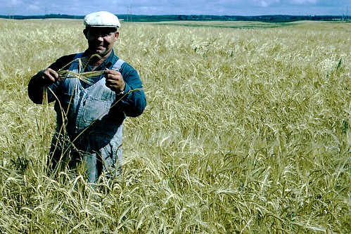 wheat farm saskatchewan princealbert 35mmfilm 35mm organicgmofree sansogm 1965 canada nongmowheat