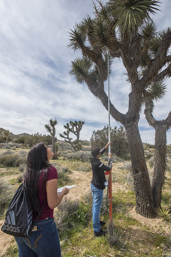 Joshua Tree Project 2017 Student Summit on Climate Change - Joshua tree Monito… | Flickr