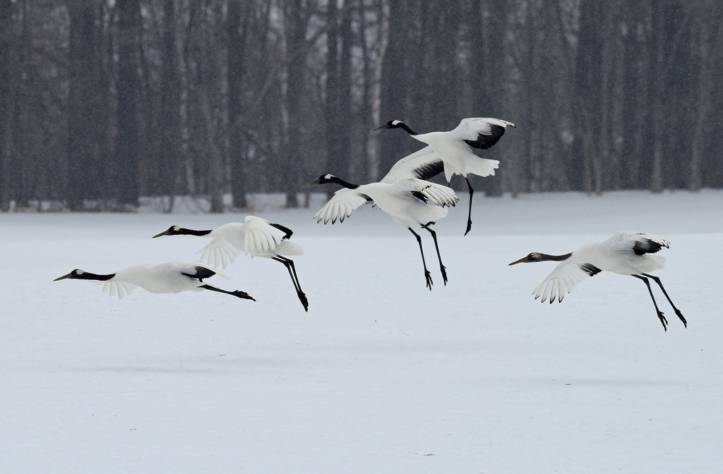 Landing of red-crowned cranes in snowfall