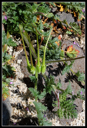 Erodium cicutarium - érodium à feuilles de ciguë, bec-de-grue 33348082303_b9c6458eca