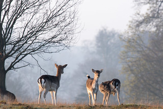 Fallow deer in the early morning