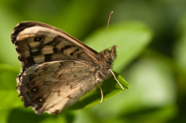 speckled wood profile