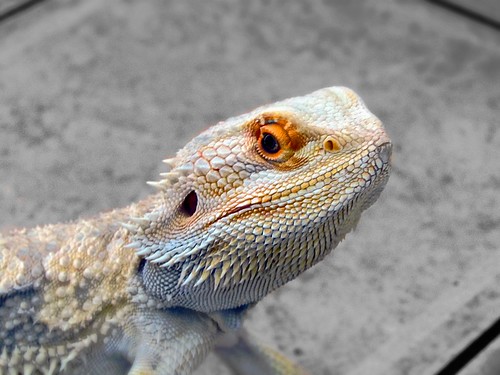 Button the beardie