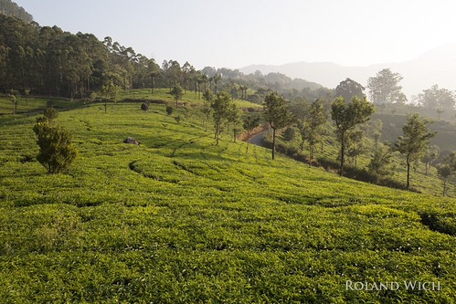 Munnar, kerala india south southern morning tea plantations plantage tee teeplantage
