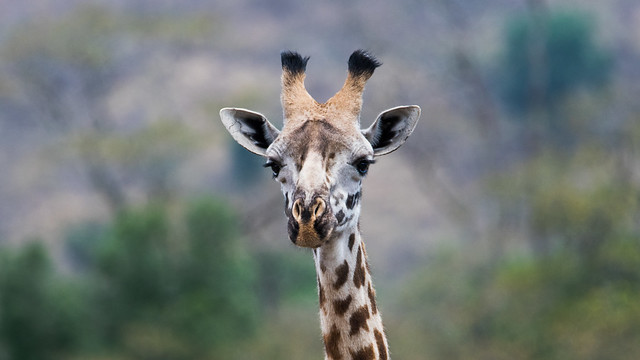 Giraffe, Arusha National Park, Tanzania