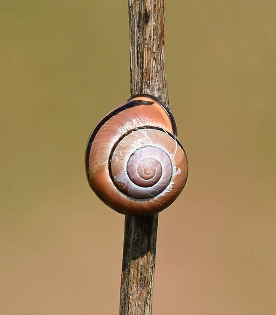 Just A Snail