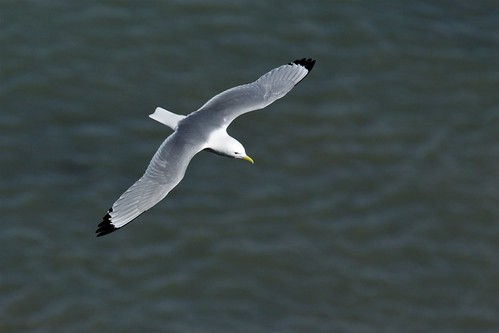Kittiwake in flight (Rissa tridactyla) | by Andrew I Thompson