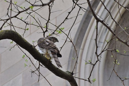 Cooper's Hawk at the University of Chicago