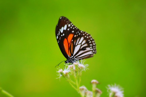 IMG_6654 | by anwarsiak***sibuk***