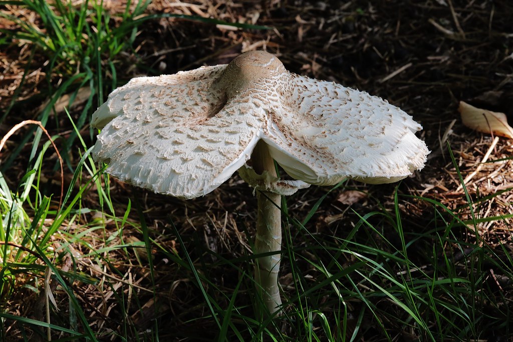 Now is mushroom season