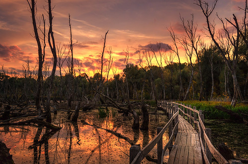 wood bridge sunset tree reed log nikon hungary swamp marsh moorland andrás pásztor d5100