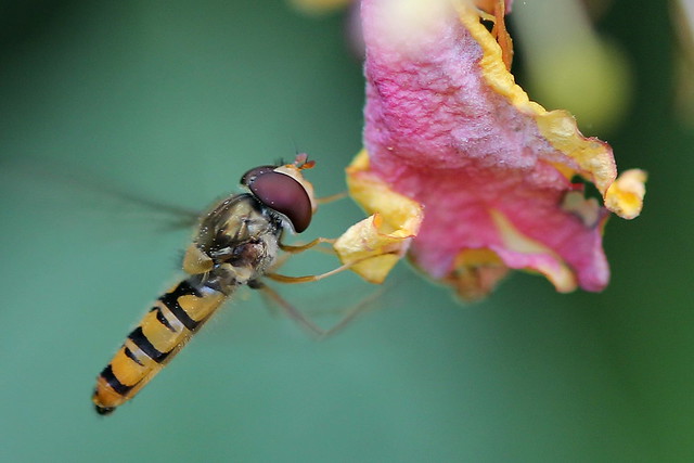 Hover fly landing on old Honeysuckle flower.