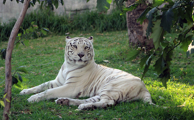 Tigre de Bengala (Panthera tigris tigris)