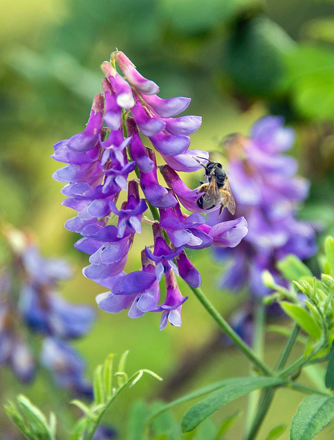 Carpenter Bee On Vetch Flower