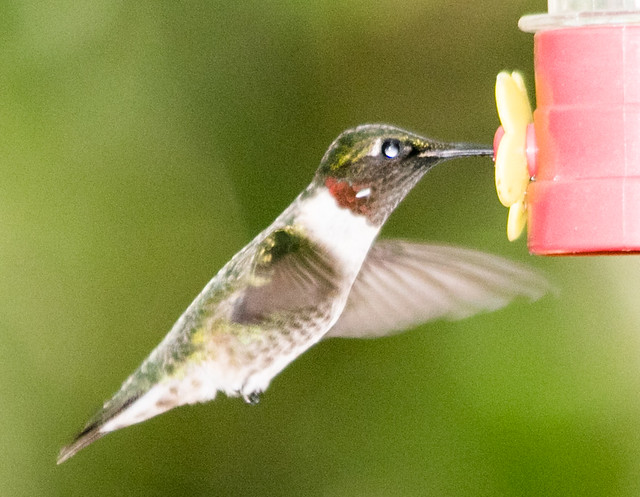 Ruby Thoated Hummingbird