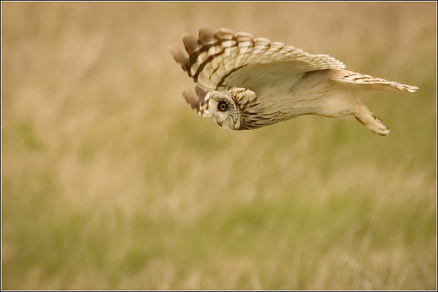 One of the Farlington Owls-3