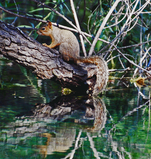 reflections of squirrel