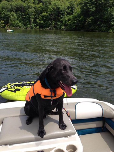 Buckeye - Black Labrador Retriever | by By Murphy