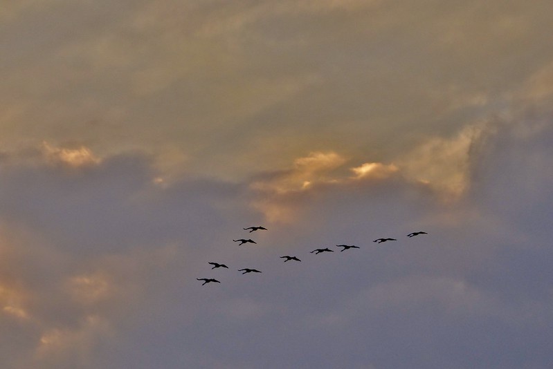 Herbstzug der Kraniche***Autumnal Migration of the common cranes