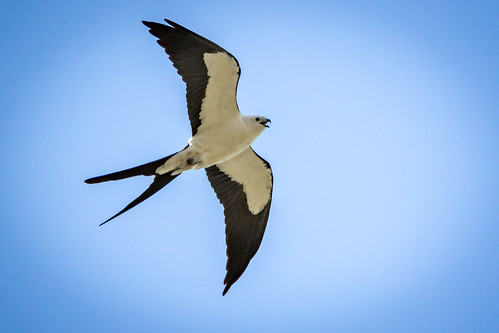 outdoor nature wildlife animal bird swallowtailed kite sebastian adams property stormwater park florida fl