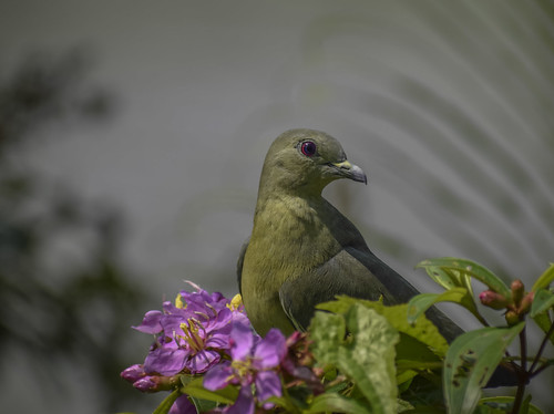 greenpigeon green pinkneckedgreenpigeon bird animal wildlife nature chinesegarden singapore animalplanet treronvernans