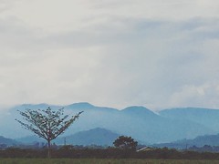 Somewhere there's peace. ... #ihavethisthingwithtrees #treemagic #bestoftheday #instagramhub #instatrees #IGPilipinas #Bukidnonmyhome #nature #wonders #ahhh #hubtrees #iphonography #layers #layerslayerslayer