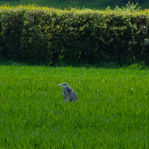 Disgruntled heron in field