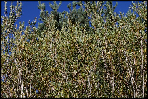 Salix purpurea - saule pourpre, osier rouge 34367509846_b0410e9fa7