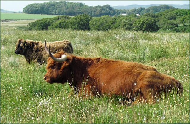Highland cows at Cluanach
