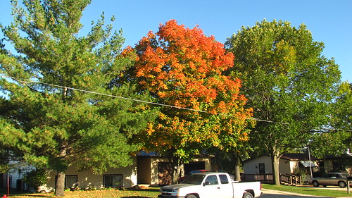 Fall colors 2013-10-09 170940 Front Maple tree colors | Flickr