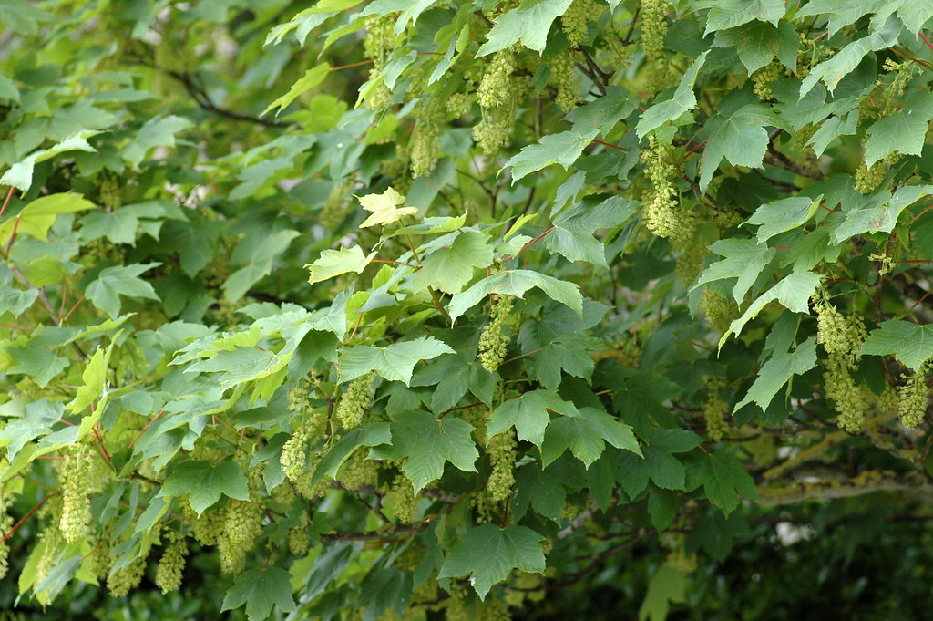 Acer pseudoplatanus (Sycamore maple / Gewone esdoorn)