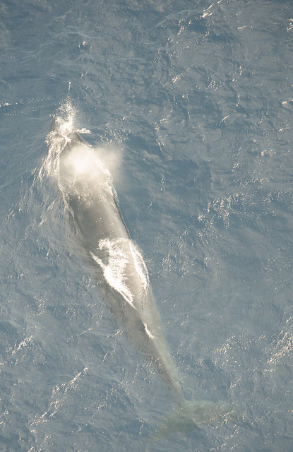 Bryde's Whales