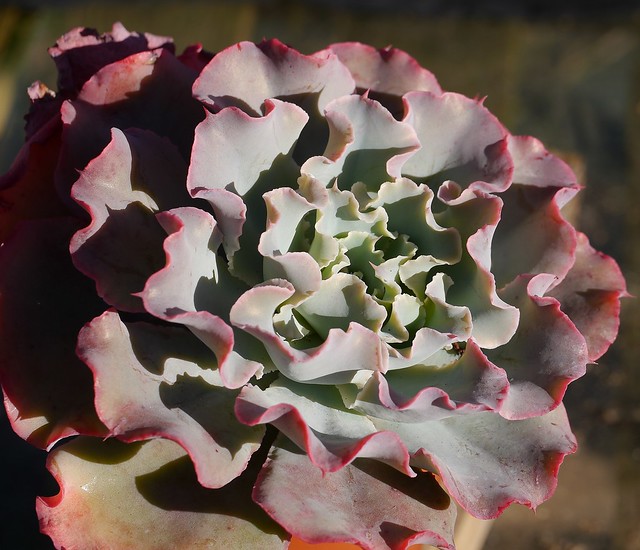 Echeveria 'Aquarius'