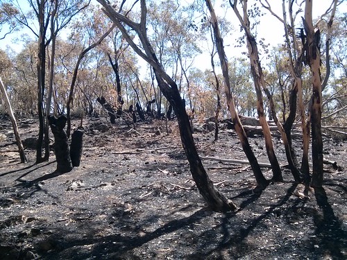 pine fire burnt wildfire rfs stateforest