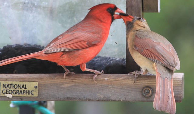 Male cardinal feeding a seed to his mate