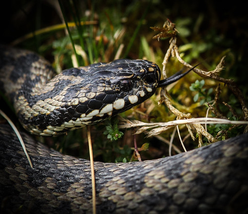 Flickering tongue | by alunwilliams155