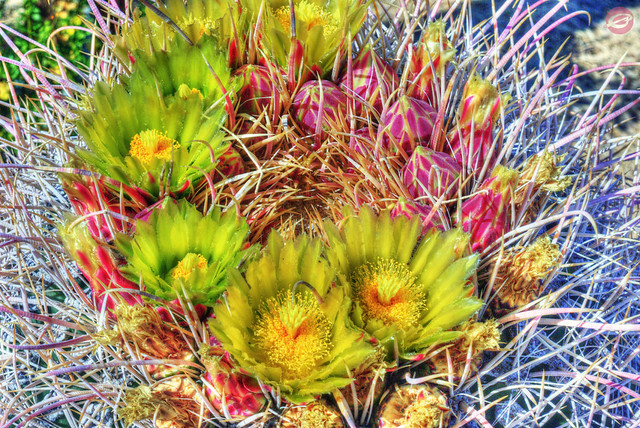 Cactus Bouquet