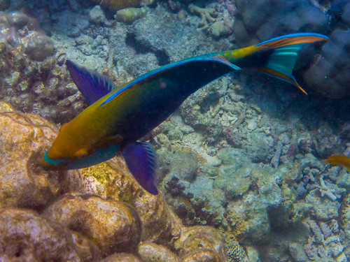 Similan Islands, Thailand