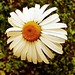 #daisy #flower #summer
