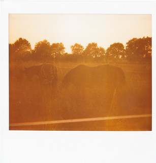 Horsies against the sun (Polaroid Image-Spectra)