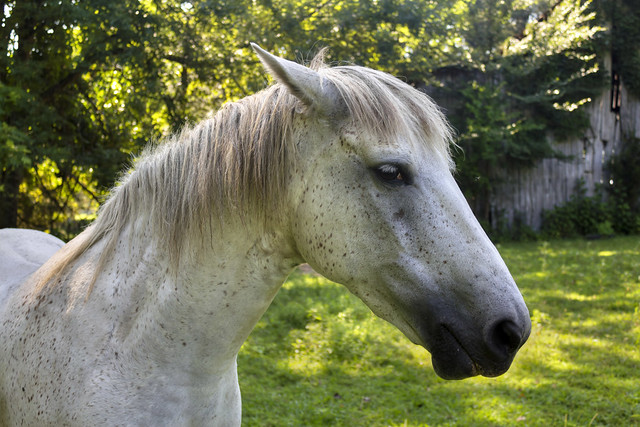 Horse, Doyle, TN