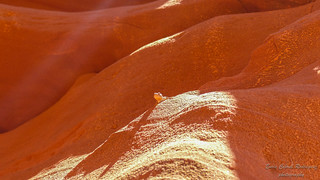 Lagarto del Antelope Canyon