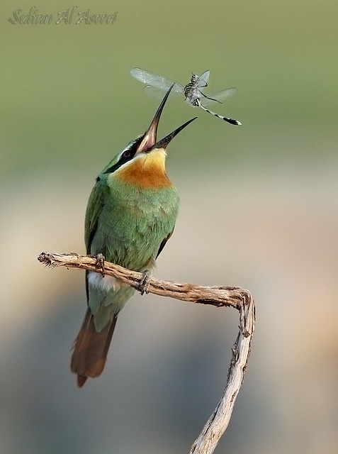 Blue-cheeked Bee-eater وروار ازرق الخد - صقرقع